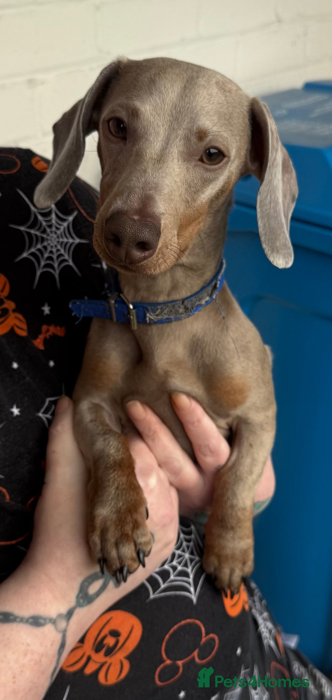 Miniature Dachshund dogs for sale: Beautiful Lively Miniature dachshund in Manchester - Image 2