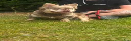 French Bulldog dogs for stud: MR COMPACTABULL  - Advert 9