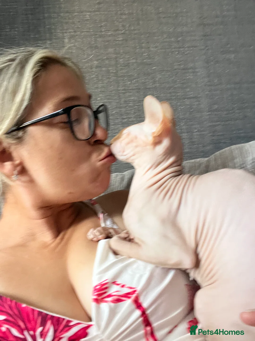 Sphynx cats for sale: Ginger Sphynx female for sale  - Advert 2
