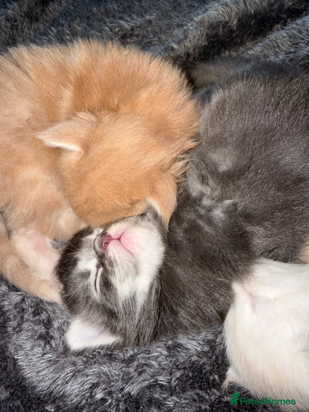 Maine Coon cats for sale: Maine Coon Kittens  - Advert 2