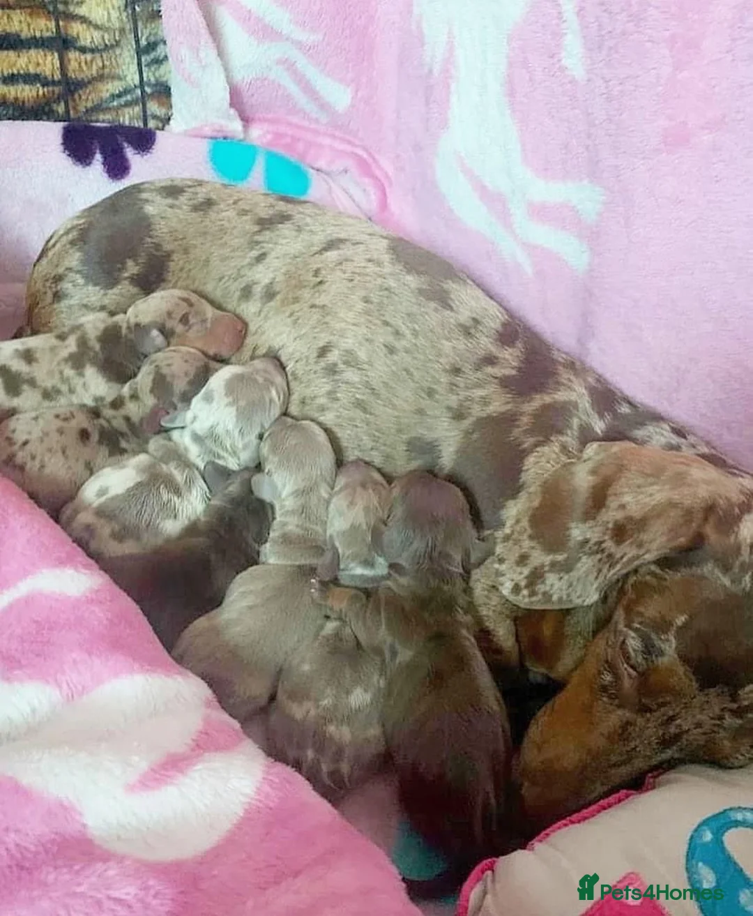 Miniature Dachshund dogs for stud: ISABELLA AND TAN MINIATURE DACHSHUND  in Sunderland - Advert 17