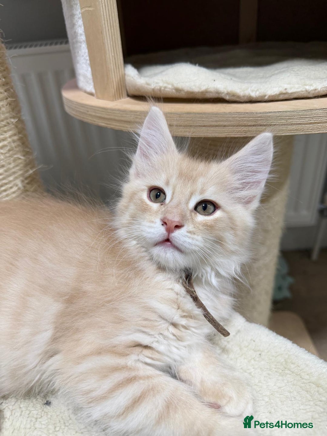 Maine Coon cats for sale: Beautiful friendly Maine Coon cross Kittens  - Advert 14