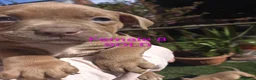 American Bully dogs for sale: 💎Elite Lilac Tri Pocket Bullies AKBC registered💎 - Advert 23