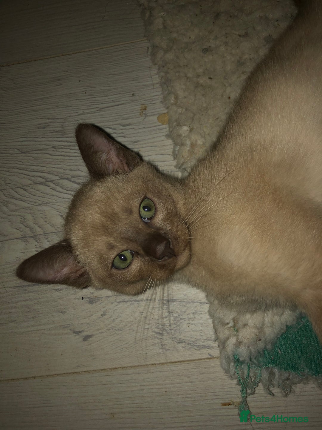 Tonkinese cats for sale: Tonkinese  - Advert 6