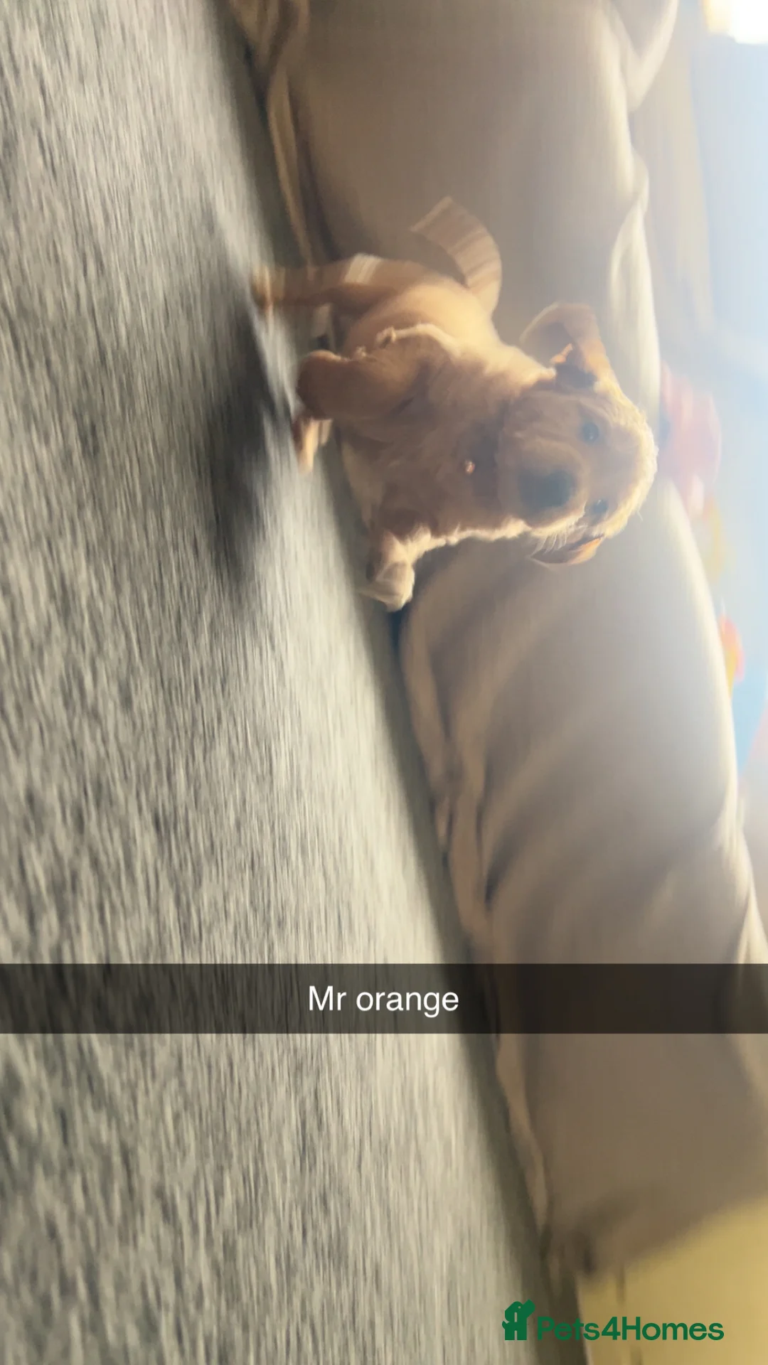 Goldendoodle dogs for sale: F1 golden doodle 5 left viewings now available. - Advert 3