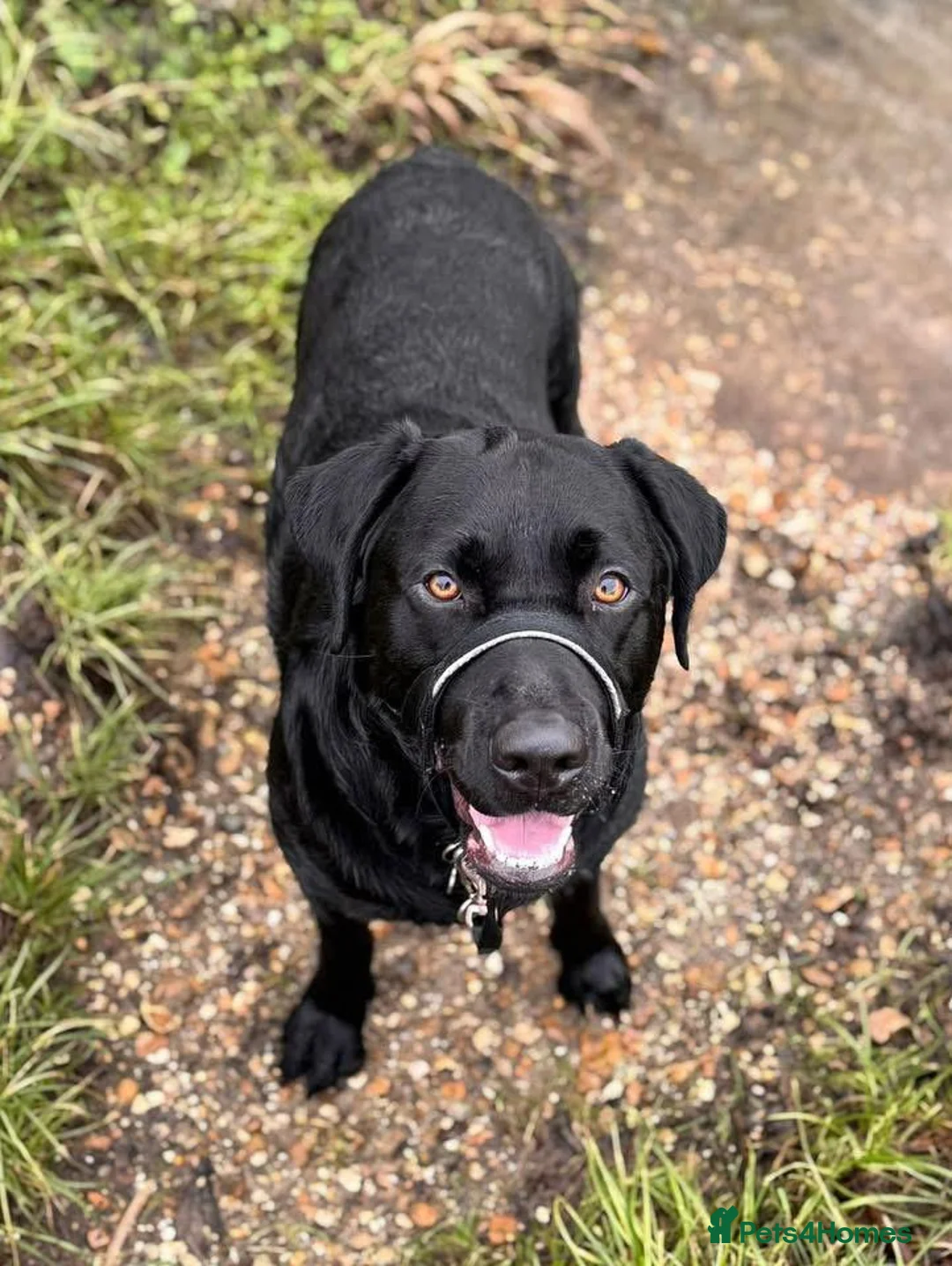Labradoodle dogs for sale: Labrodoodle Puppies - Advert 9
