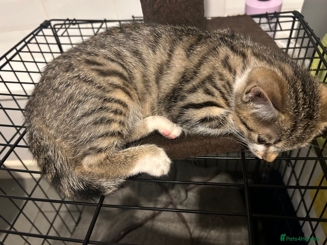 British Shorthair cats for sale: One female kitten for sale - Advert 18