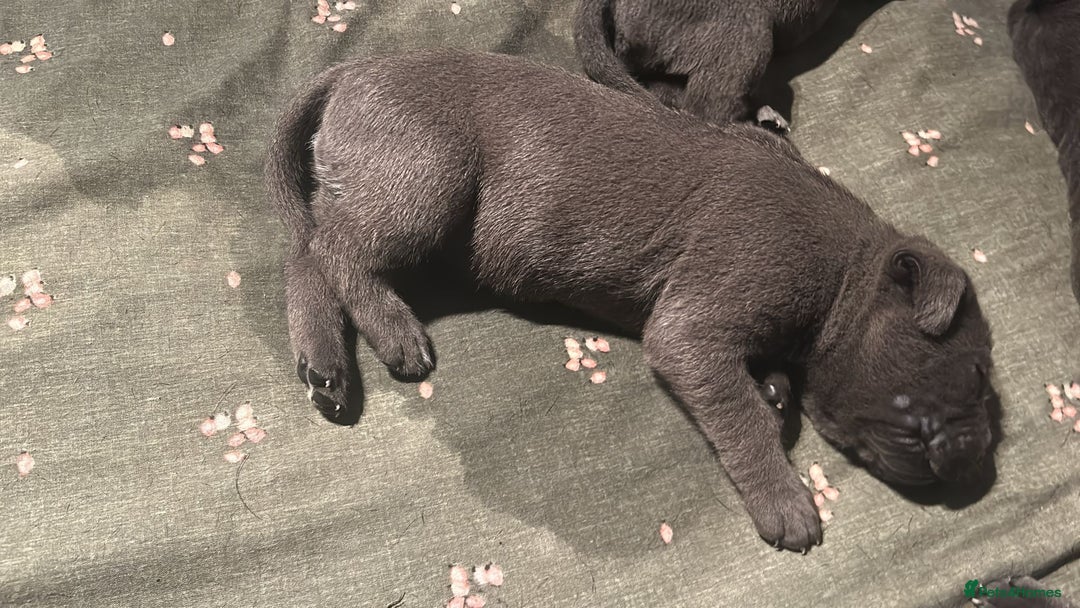 Cane Corso dogs for sale: Pure Blue Cane Corso puppies for sale - Advert 7