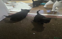 British Shorthair cats for sale: Gabriel Vasile  - Image 16