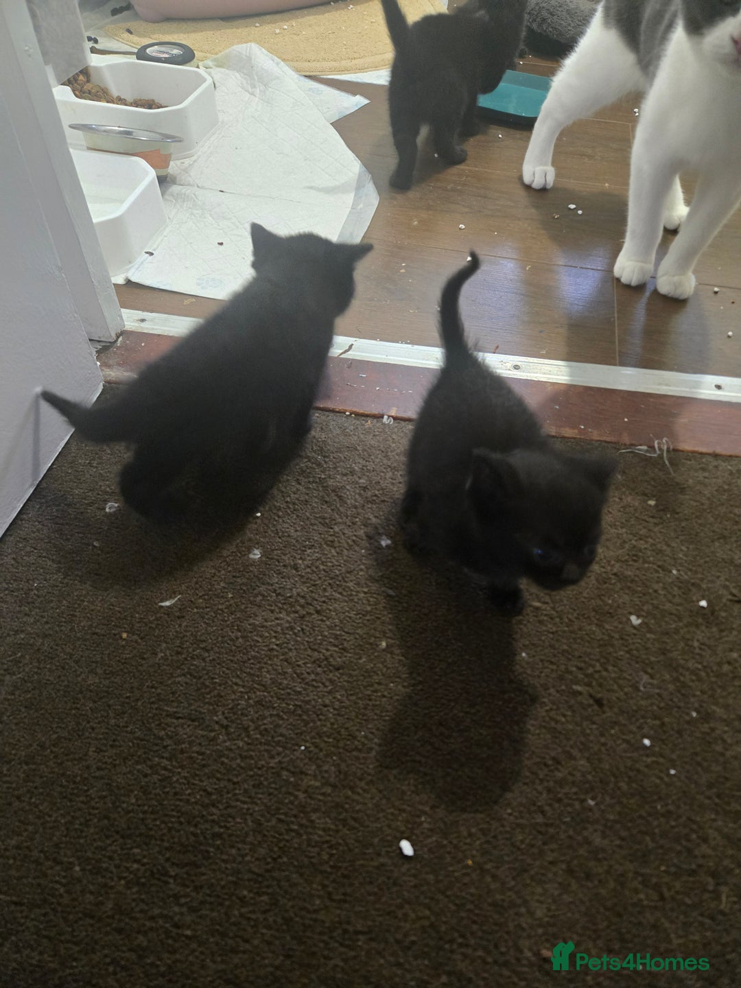 British Shorthair cats for sale: Gabriel Vasile  - Image 16