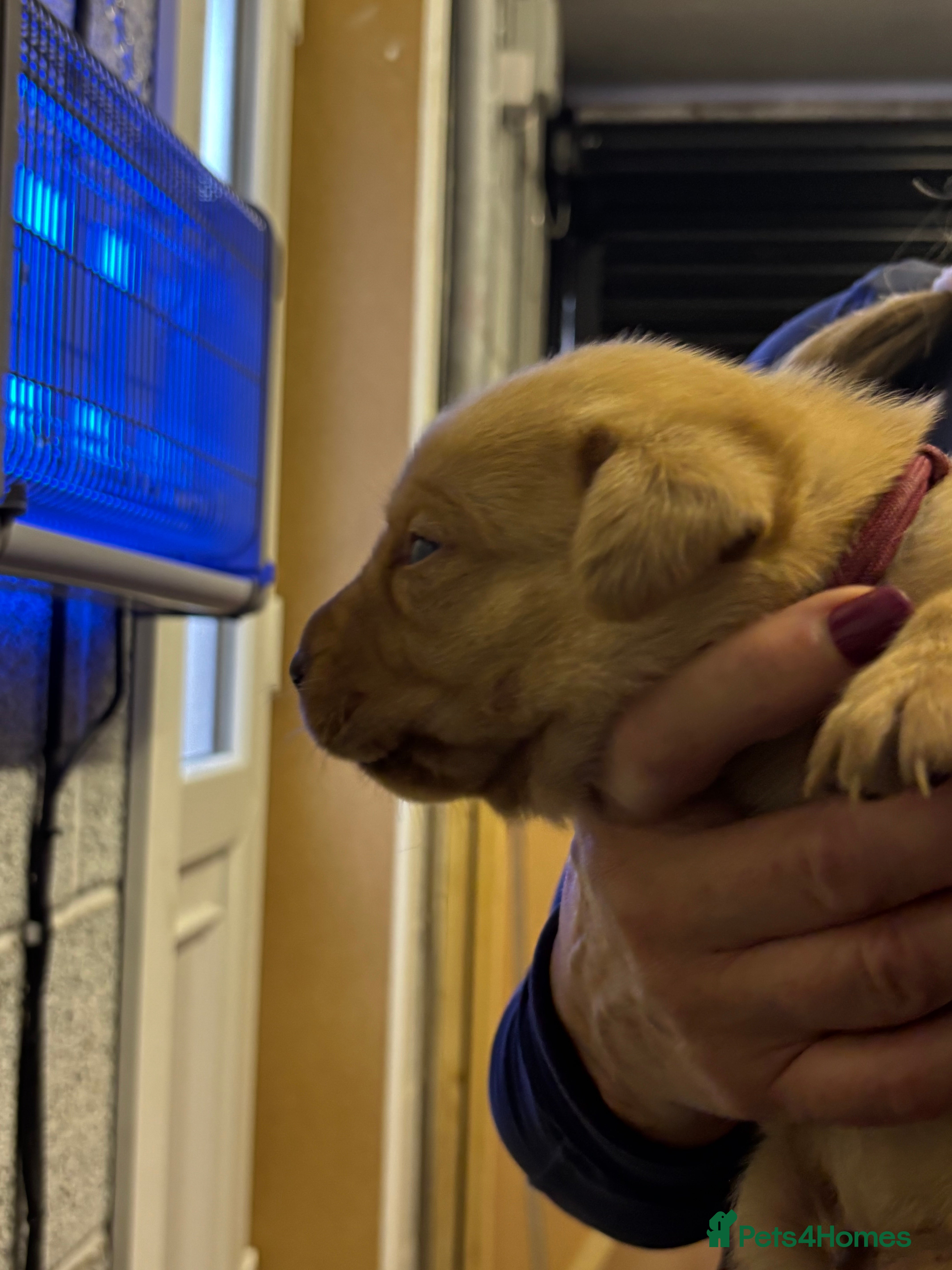Labrador Retriever dogs Labrador Puppies For Sale! - Advert 2