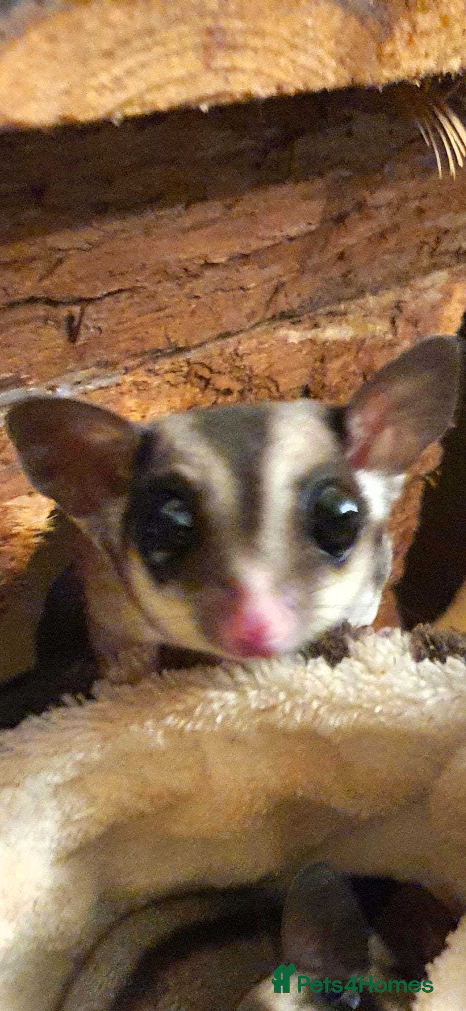 Sugar Glider rodents 1 Male Sugar Glider and  Enclosure - Advert 2