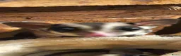 Sugar Glider rodents for sale: 1 Male Sugar Glider and  Enclosure - Advert 1