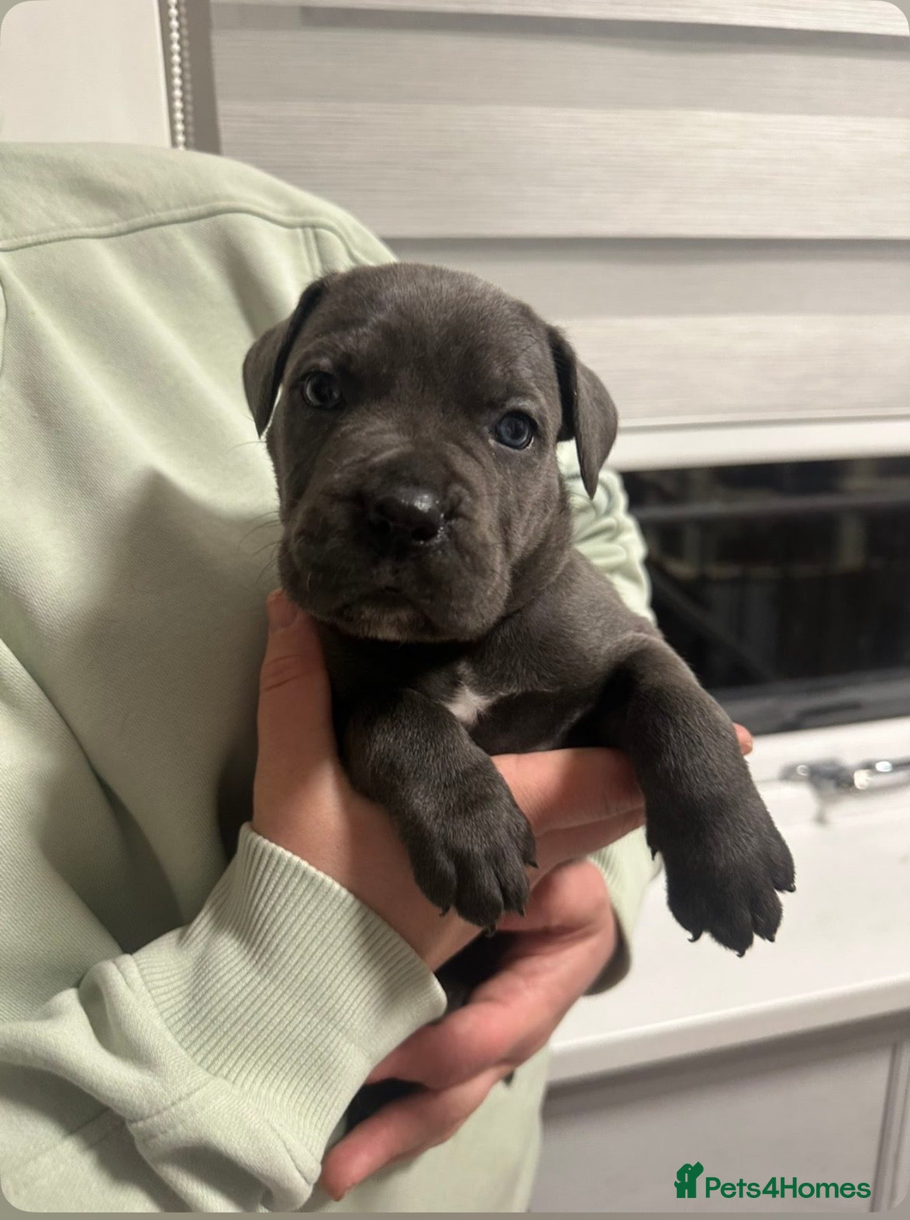 Cane Corso dogs ICF/ICCF Champion 6th GENERATION Cane Corso pups - Advert 2