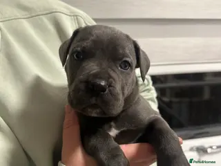 Cane Corso dogs ICF/ICCF Champion 6th GENERATION Cane Corso pups - Advert 2