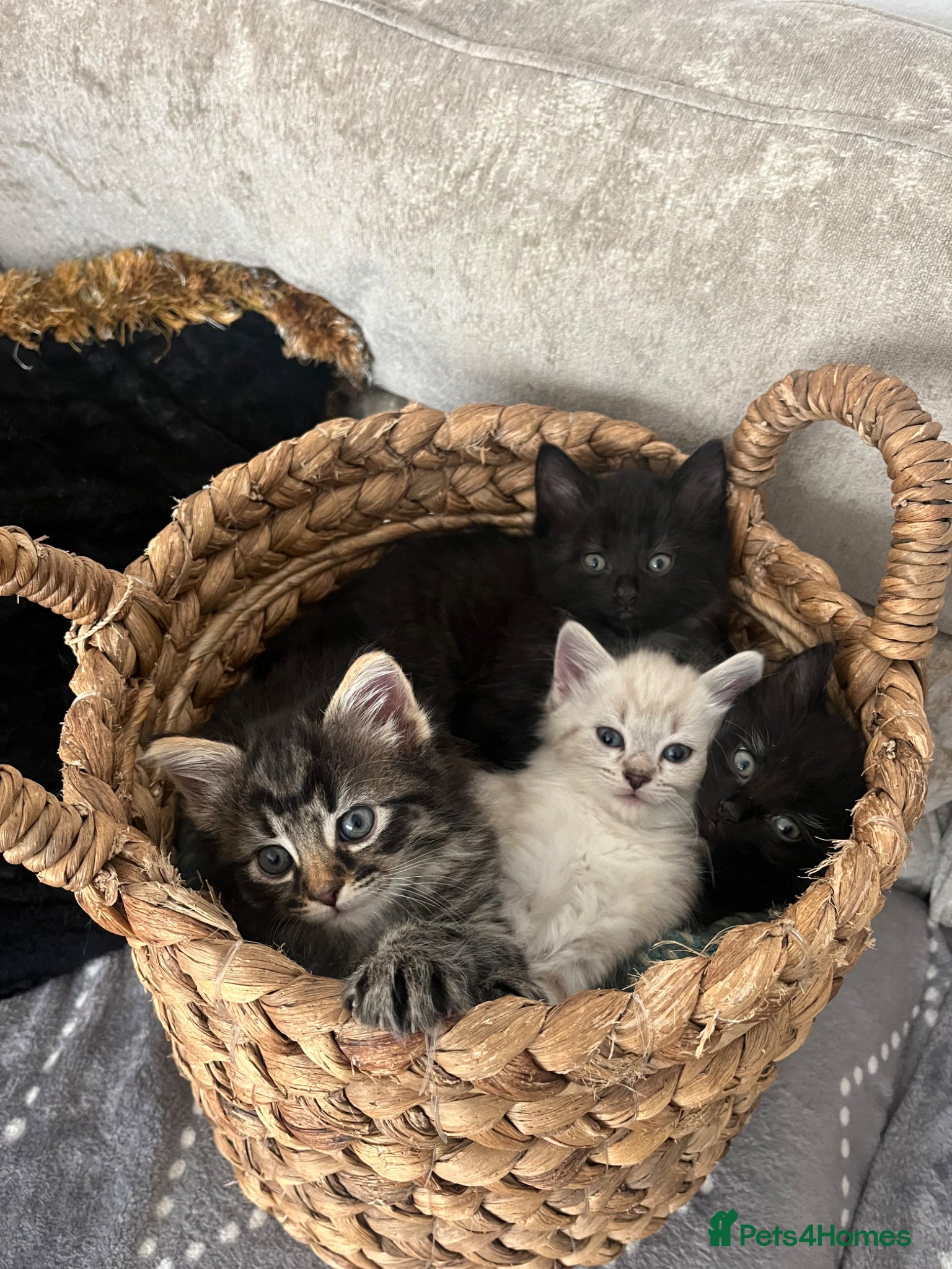 Mixed Breed cats  Ready for rehoming now-3 fluffy kittens available - Advert 1