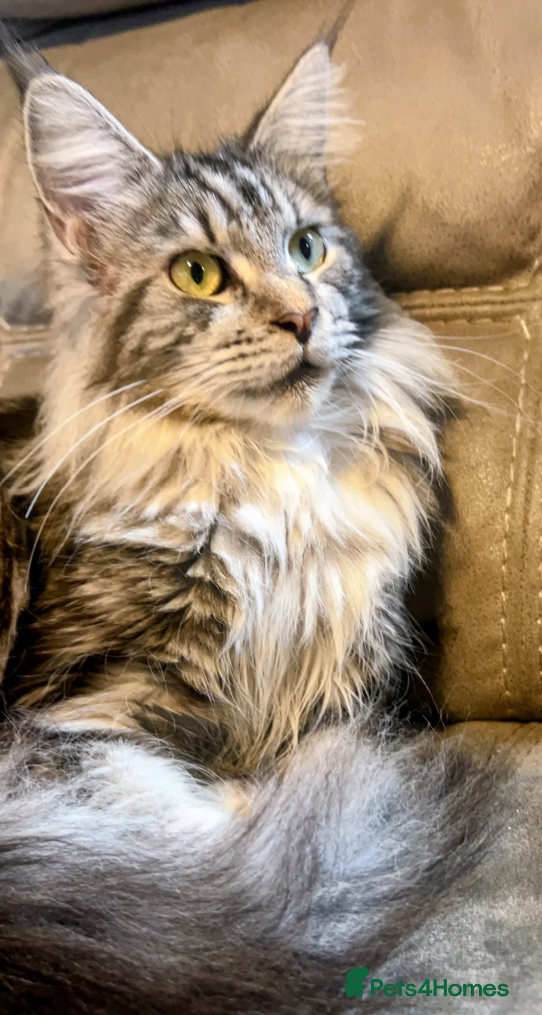 Maine Coon cats for sale: Maine coon girl 8 mths - Advert 2