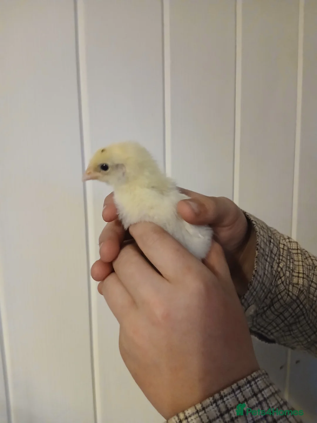 Chickens poultry for sale: Warren chicks  - Advert 3