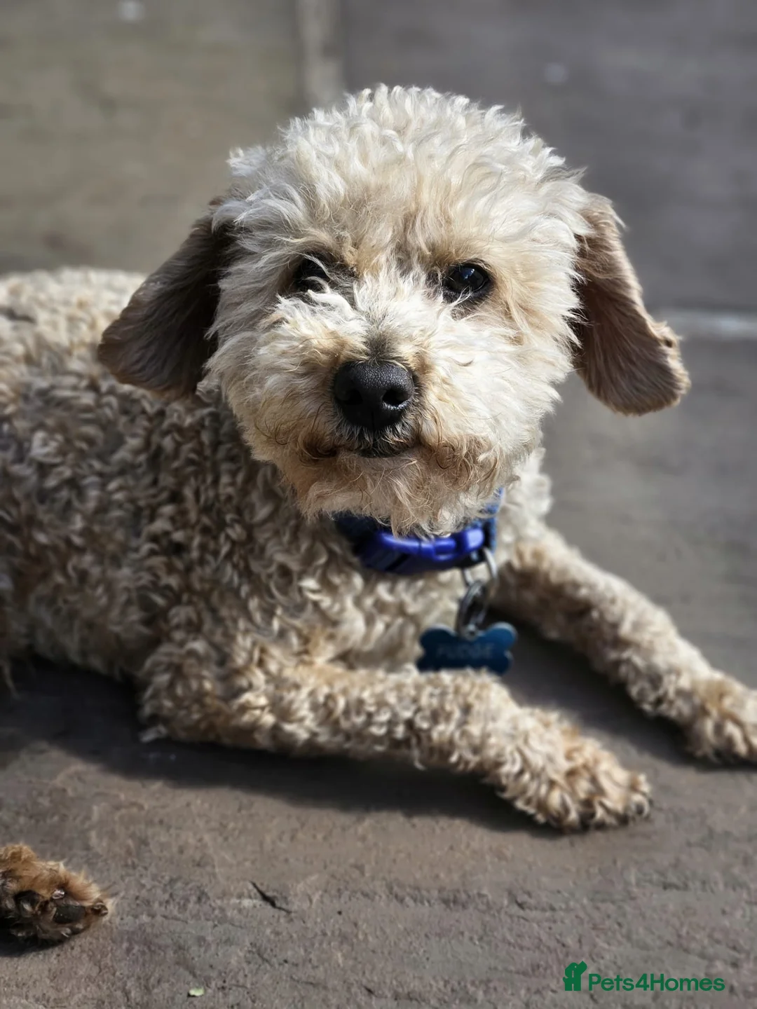 Miniature Poodle dogs for sale: FOUR BEAUTIFUL APRICOT MINIATURE POODLE PUPPIES - Advert 21
