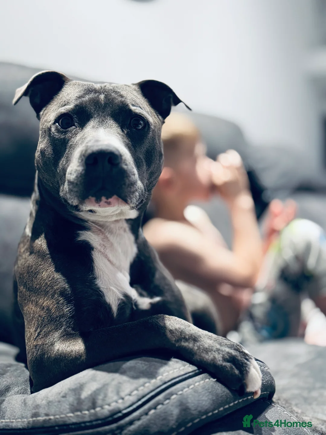 Staffordshire Bull Terrier dogs for sale: Staffordshire bull terrier 3 males  - Advert 8