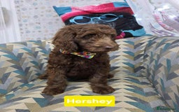 Newfypoo dogs for sale: 🐾 Beautiful Newfypoo x Standard Poodle Puppies 🐾 in Doncaster - Image 8