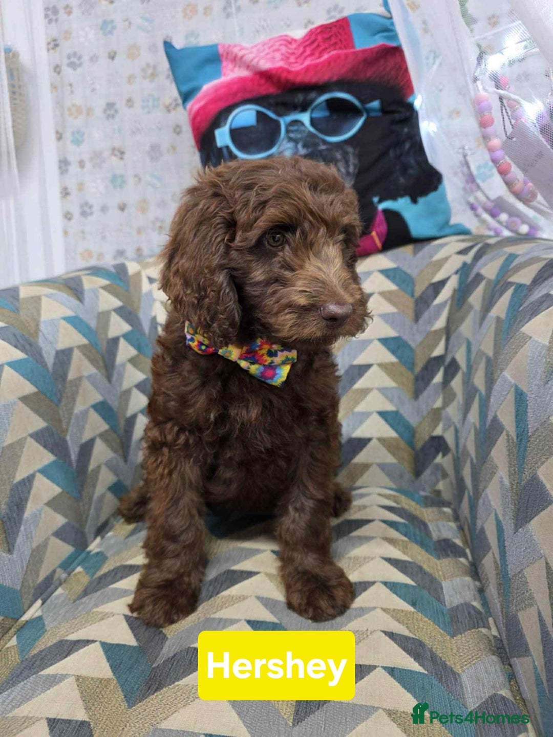 Newfypoo dogs for sale: 🐾 Beautiful Newfypoo x Standard Poodle Puppies 🐾 in Doncaster - Image 8