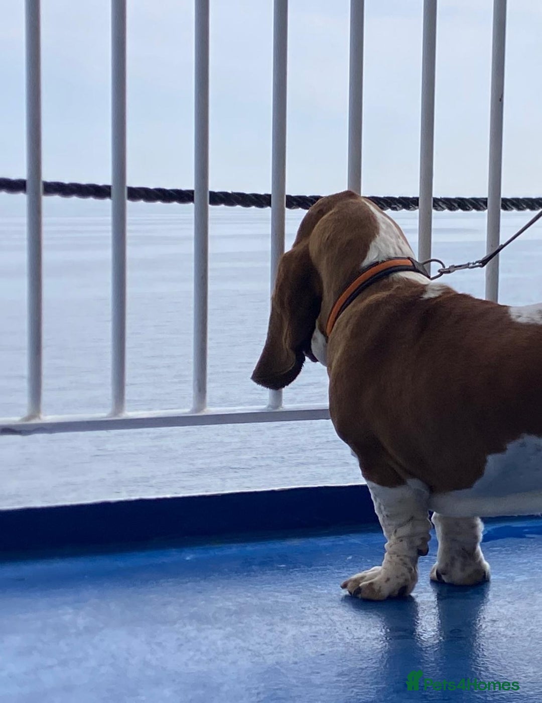 Basset Hound dogs for sale: Finnish dog - Advert 6