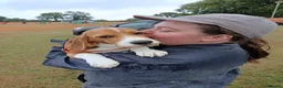 Beagle dogs for sale: Lovely Tri puppy  in Bude - Advert 2