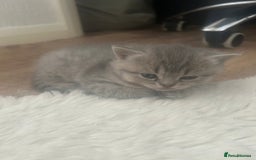 British Shorthair cats for sale: British shorthair kittens  - Image 18