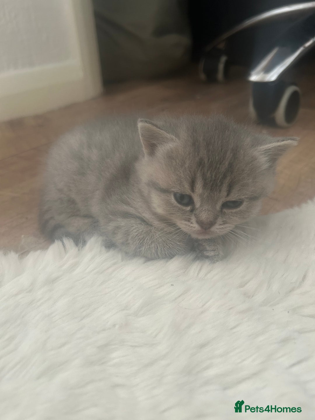 British Shorthair cats for sale: British shorthair kittens  - Image 18
