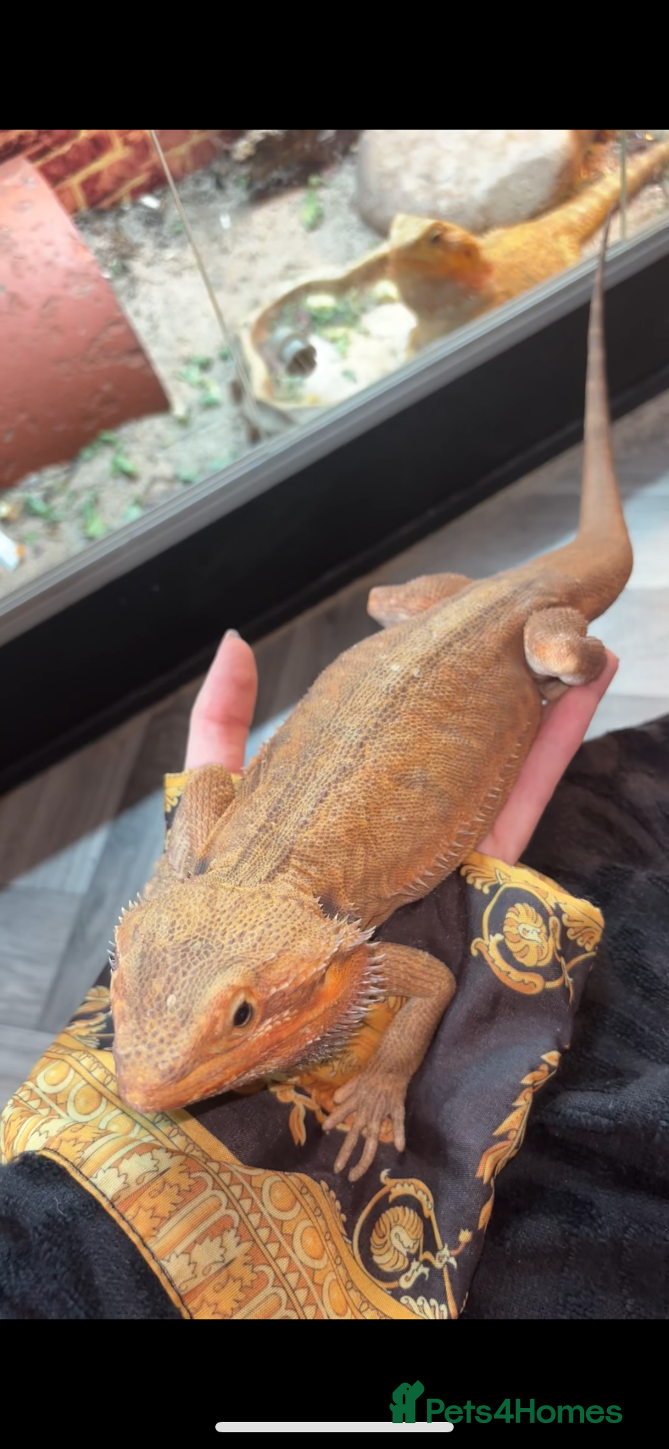 Bearded Dragon reptiles Citrus lather back male bearded dragon - Advert 13