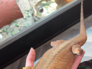 Bearded Dragon reptiles Citrus lather back male bearded dragon - Advert 11