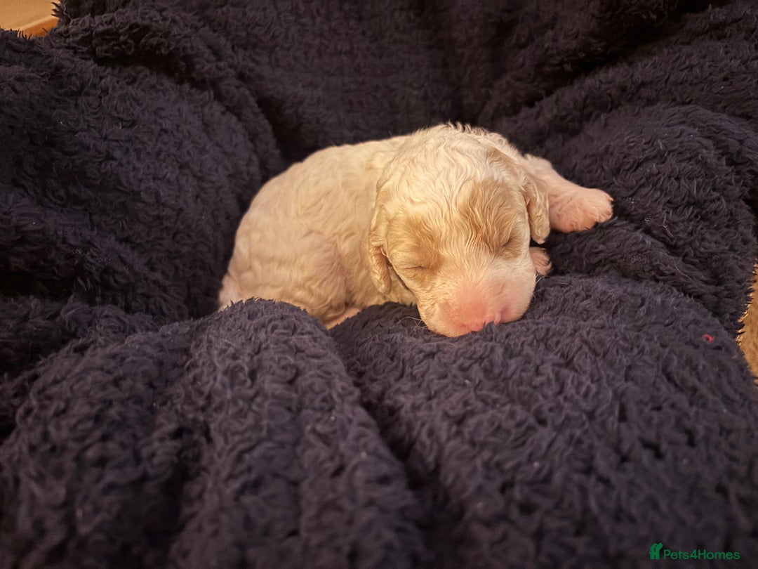 Cavapoochon dogs for sale: 5 cavapoochon puppies looking for forever homes - Image 6