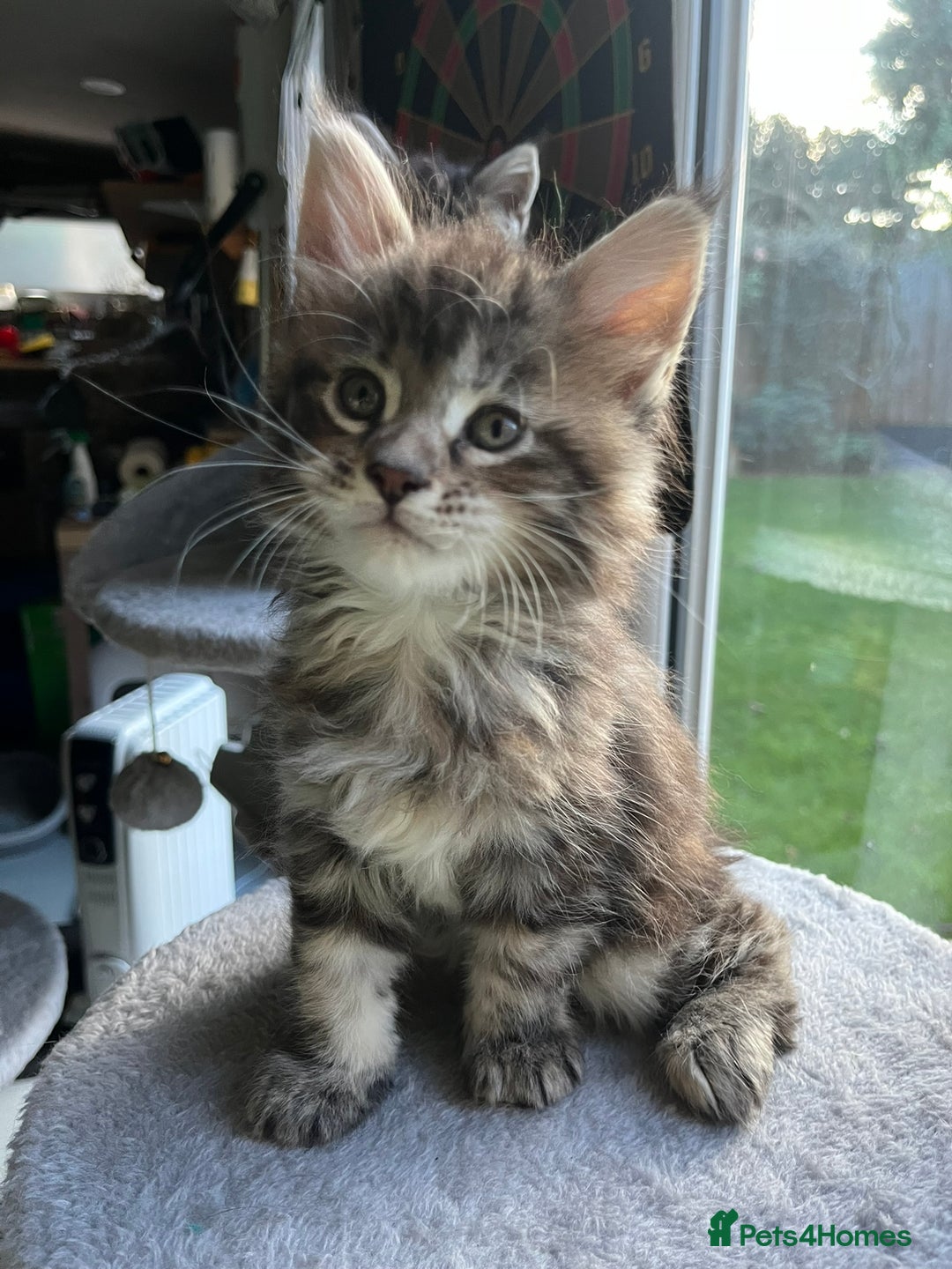 Maine Coon cats for sale: Beautiful Maine Coon Kittens - Advert 9