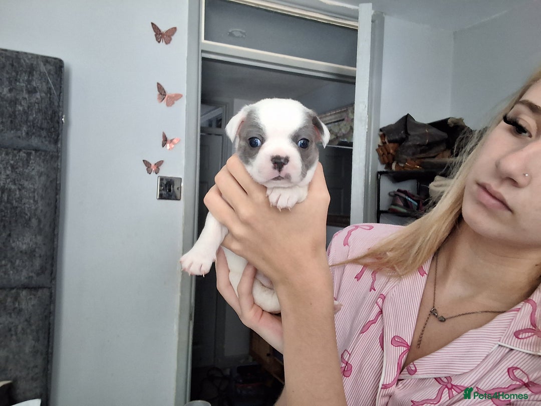 Mixed Breed dogs for sale: Frenchie chihuahua ( bullhuahua) - Image 18