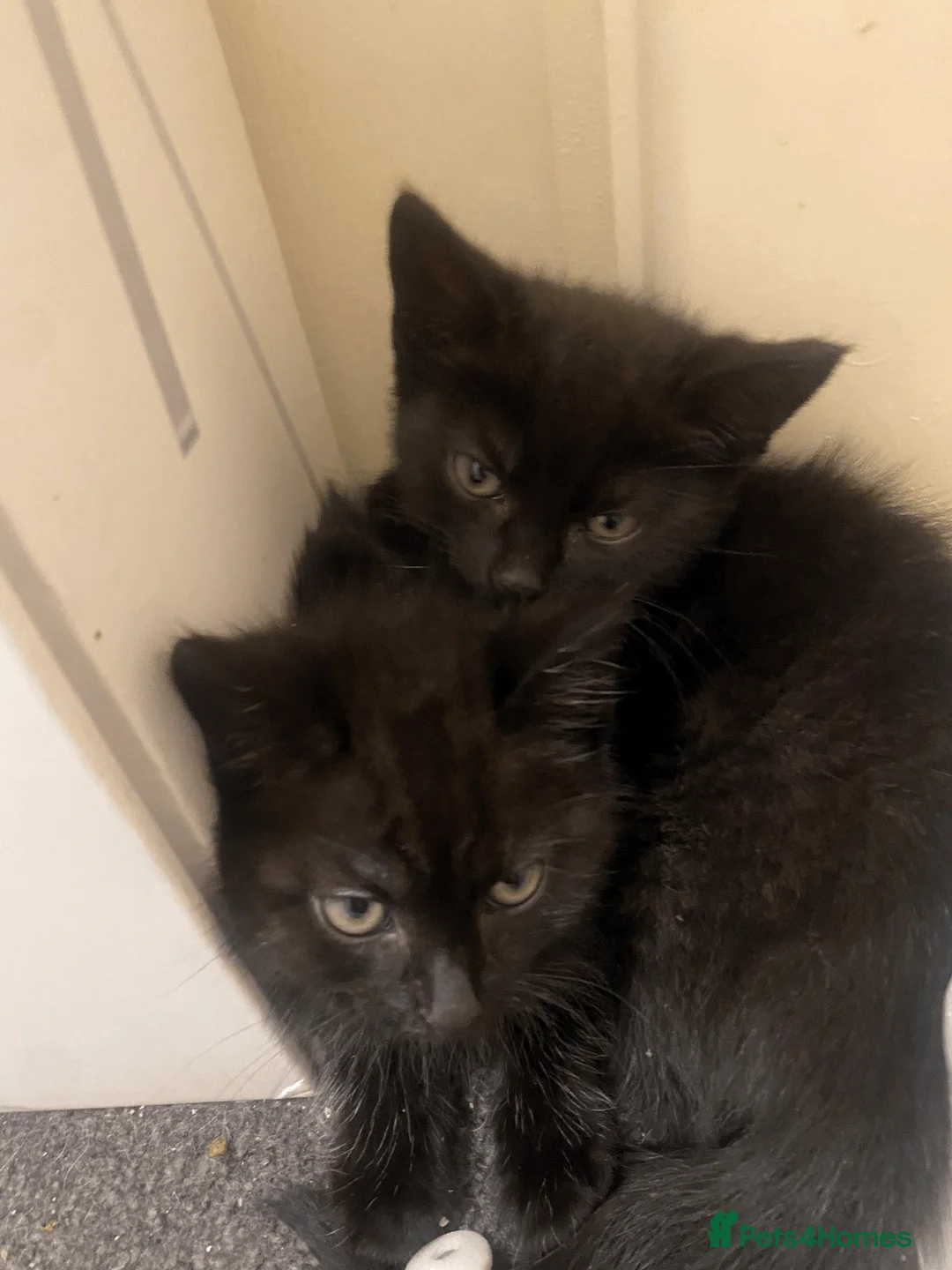 Mixed Breed cats for sale: 3  little black balls of fur - Advert 1