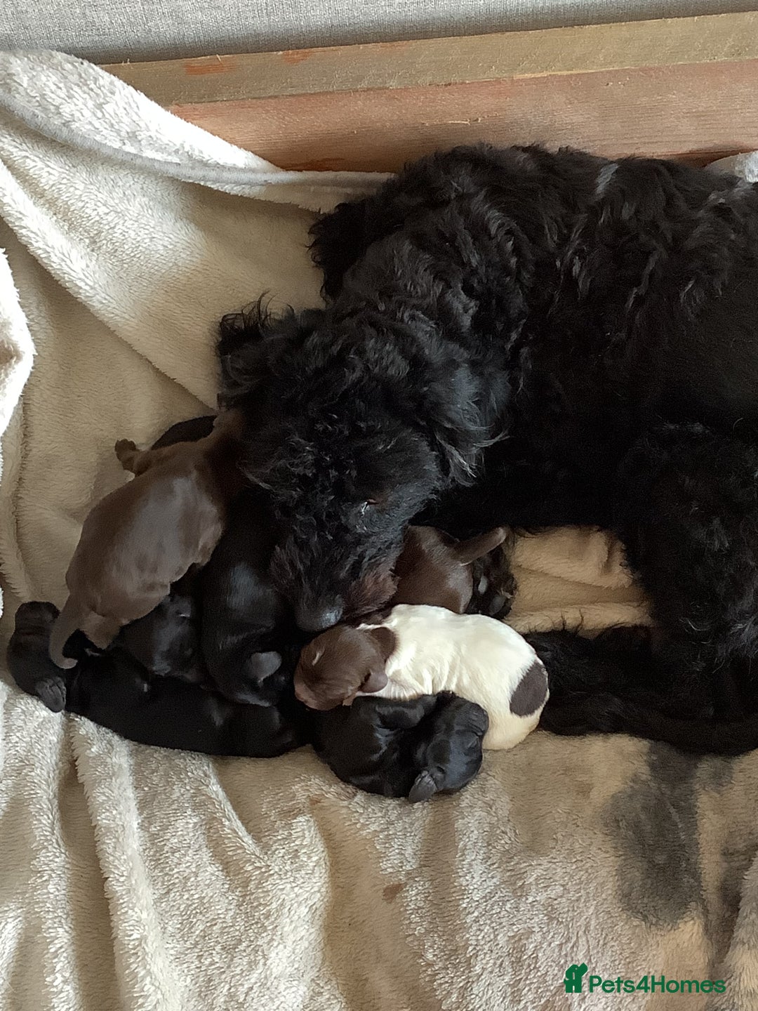 Cockapoo dogs for sale: Sad sale of 2 x 6 month old brothers 💙  - Image 2