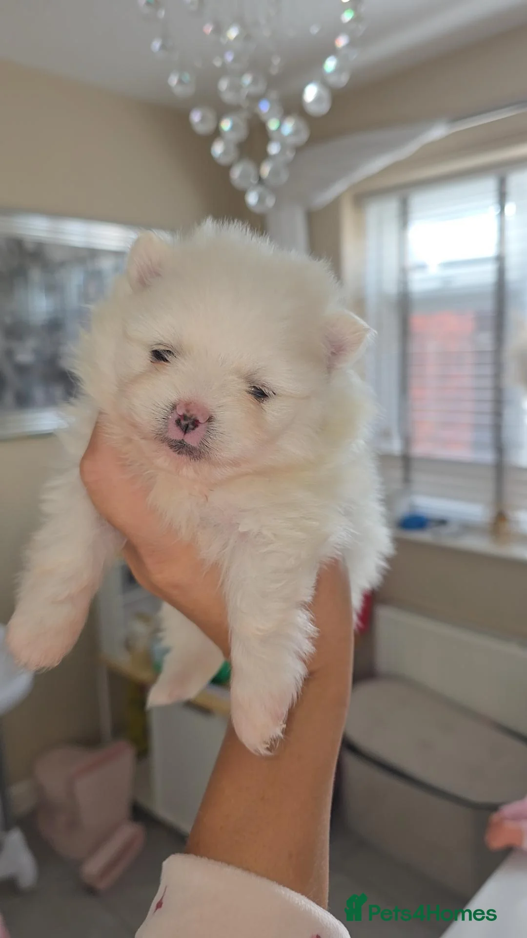 Pomeranian dogs for sale: Gorgeous white fluffy pomeranians in Preston - Advert 1