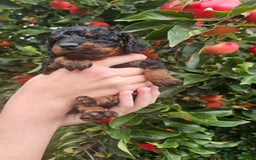 Cockapoo dogs for sale: F2 Cockapoo puppies for sale  - Image 40