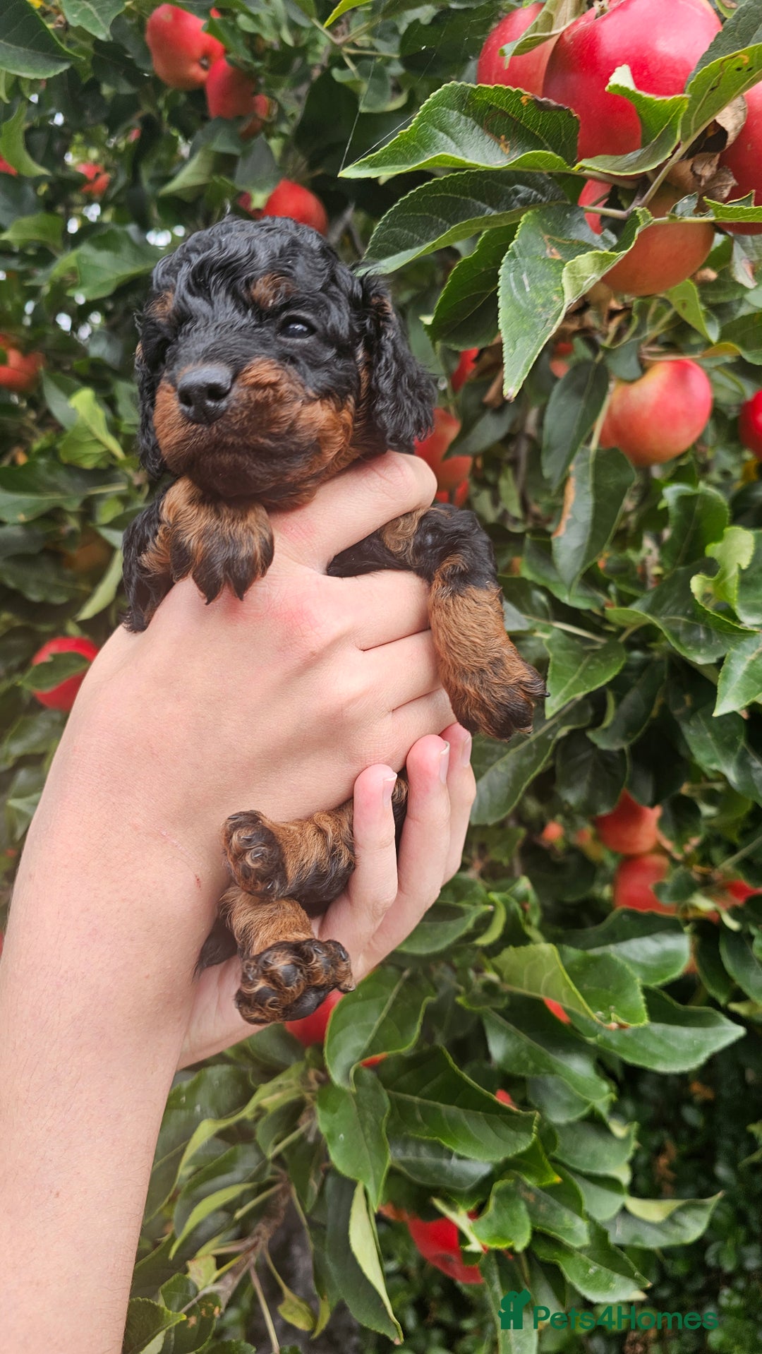 Cockapoo dogs for sale: F2 Cockapoo puppies for sale  - Image 40