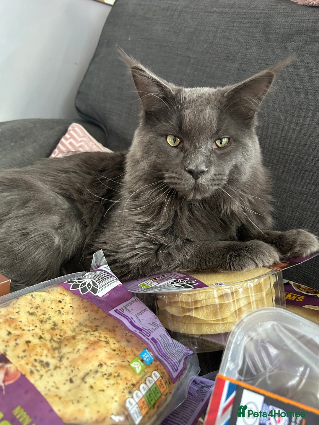 Maine Coon cats for sale: Maine coon x ragdoll  - Image 10