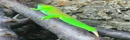 Gecko reptiles for sale: Giant Day gecko adult male high red - Advert 2