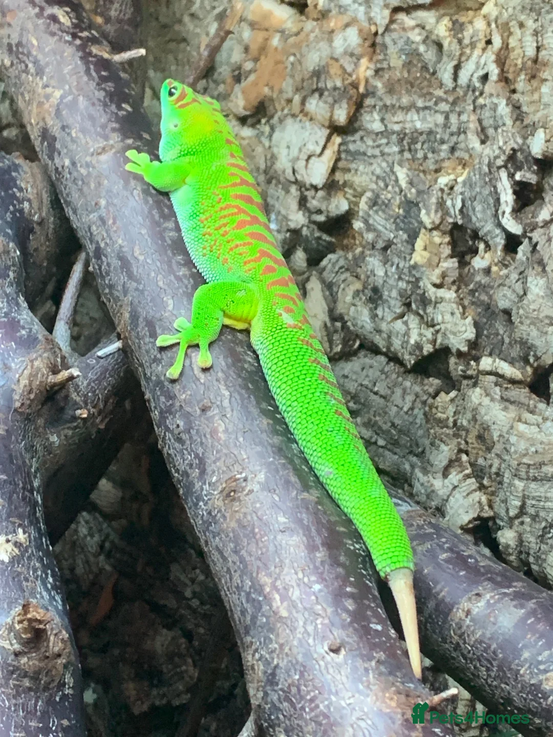 Gecko reptiles for sale: Giant Day gecko adult male high red - Advert 2