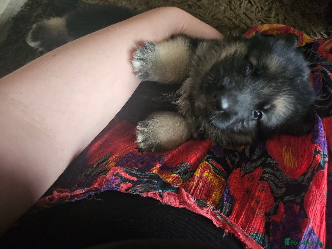 German Shepherd dogs for sale: 8 Beautiful fluffy German Shepherd pups  - Image 19