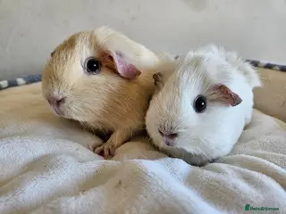 Guinea Pig rodents Various female guinea pigs - Advert 6