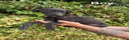 Mixed Breed dogs for sale: Lurcher cross puppies  in Barnsley - Advert 4