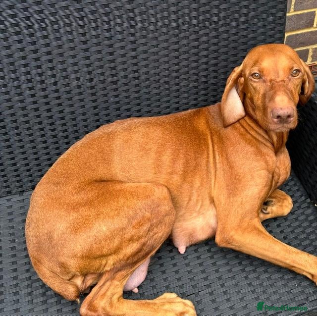 Hungarian Vizsla dogs 8 Five week old KC Reg Vizsla Puppies for sale - Advert 2
