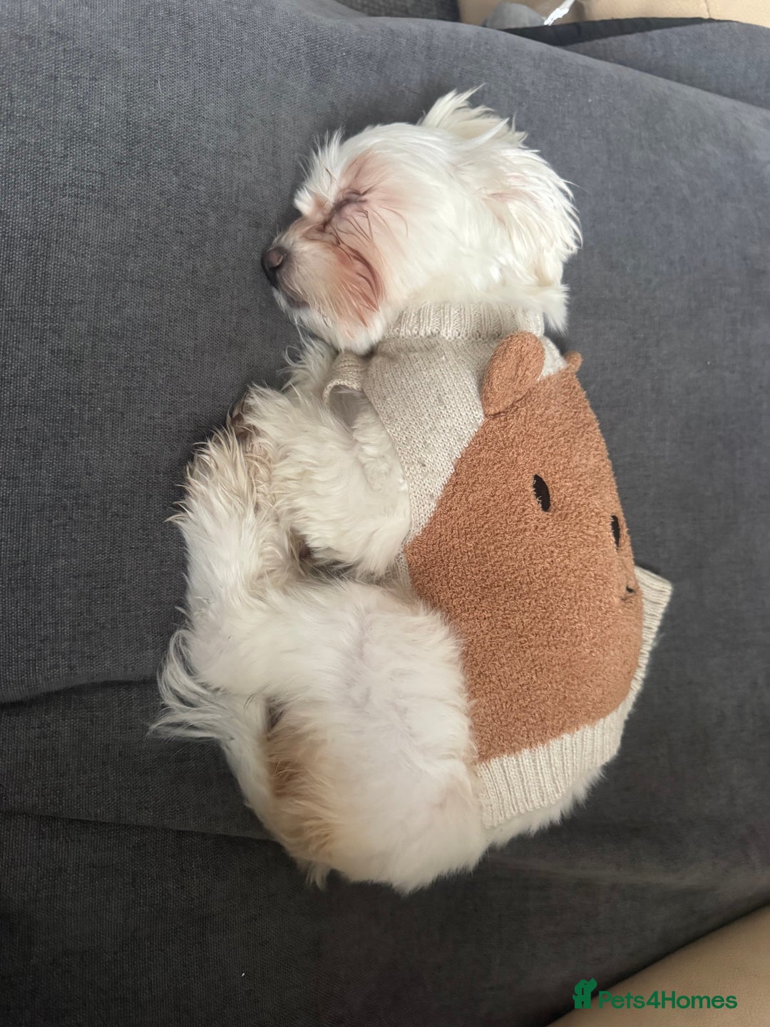 Bichon Frise dogs for sale: Sweet & Loving Bichon Frise Girl Looking for home  - Advert 2