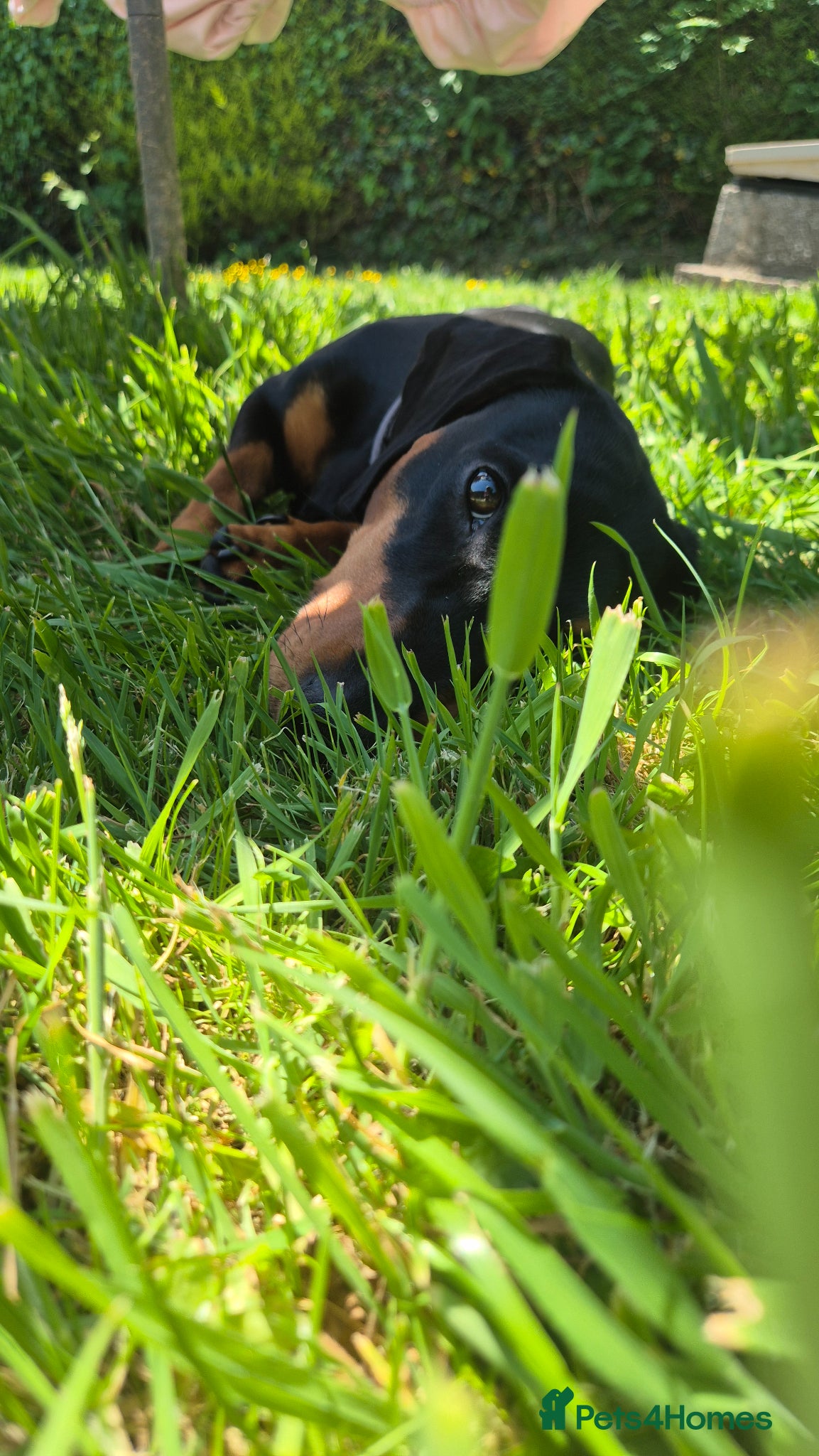 Miniature Dachshund dogs for stud: Miniature Dachshund black and Tan - Advert 4