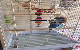 Budgerigars birds for sale: Jimmy  - Image 1